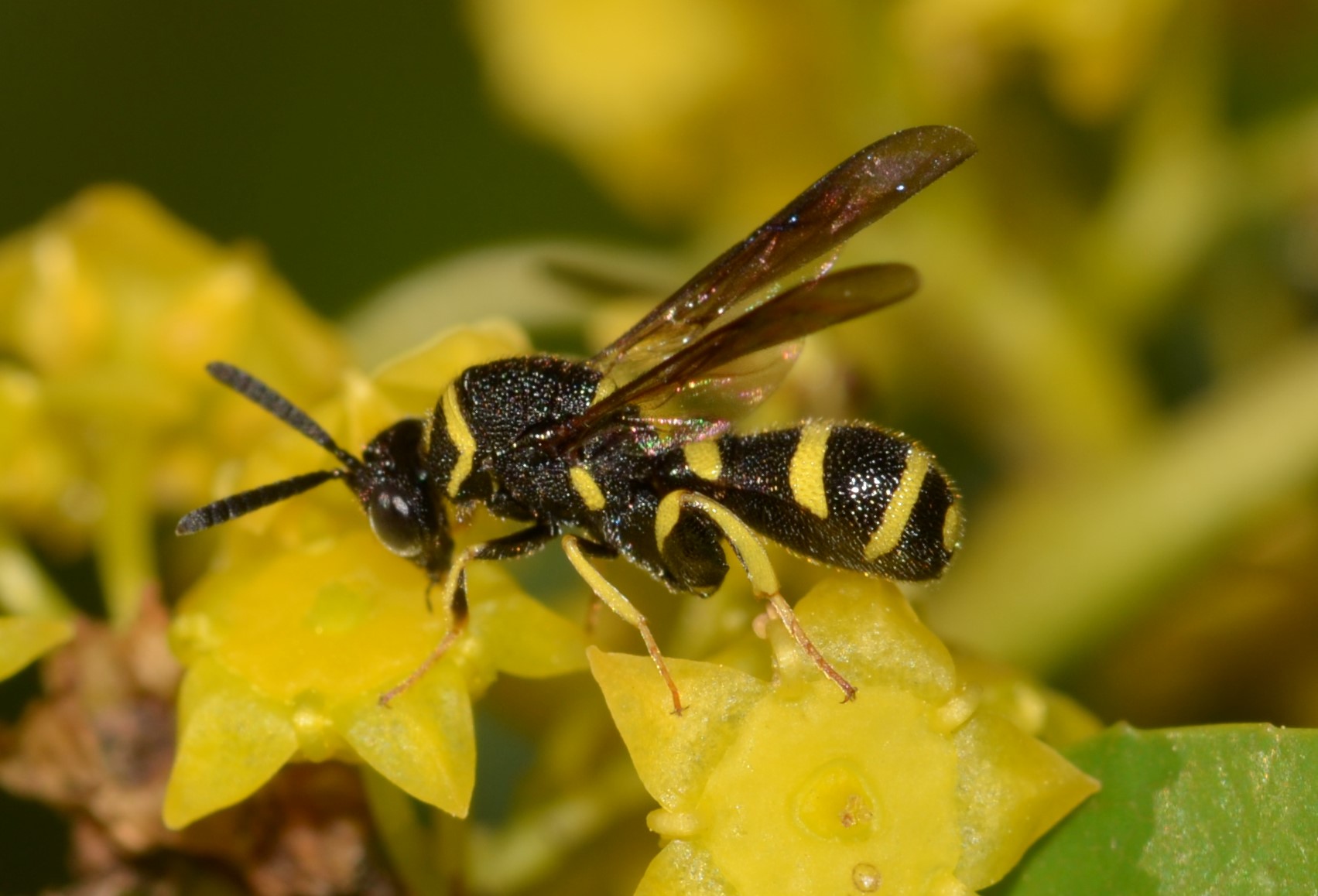 Leucospidae? S, maschio di Leucospis aff. bifasciata